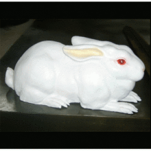 simulation rabbit