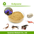 Cyanotis Arachnoidea Extract 20-Hydroxyecdysone 90% Powder