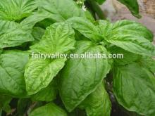 Holy sweet basil seeds for growing
