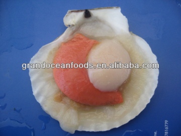 frozen hokkaido scallop