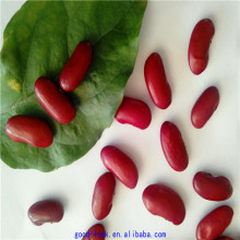 Dark red kidney beans price