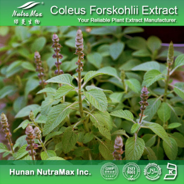 100% Pure Coleus Forskohlii Extract (4: 1 10: 1)