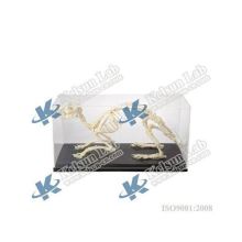 50201.04 Rabbit Skeleton: Comprehensive Guide and Information