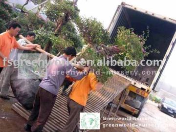 bougainvillea bonsai trees
