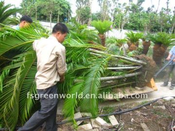 Chrysalidocarpus lutescens indoor areca
