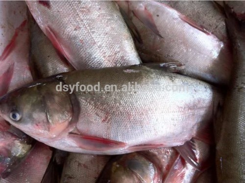 Frozen Silver Carp / Ocean Carp whole round