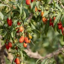 Red Power QIZITO Ningxia Healthy HACCP ISO HALAL Goji