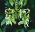 Mucuna Pruriens Extrakt Levodopa Pulver