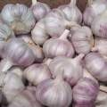 Fresh Normal Garlic High Quality