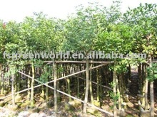 Erythrina crista grower