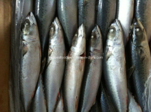 New Chub Mackerels (200-300g)