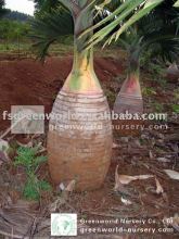 Hyophorbe lagenicaulis palm trees nursery