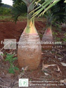 Hyophorbe lagenicaulis palm trees nursery