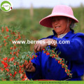 Sampel Percuma Jualan Hot Dikeringkan Tibet Goji Berries