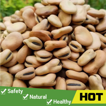 Canned fava beans for export from china