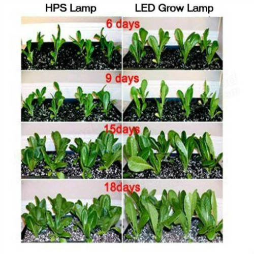 Luces de cultivo LED para plantas de fábrica de cultivo vertical