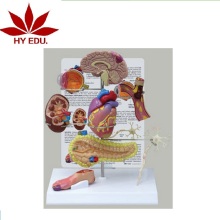 High Quality Medical Teaching Human Pancreas Model