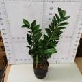 Zamioculcas zamiifolia 150# factory