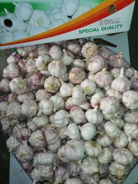 storing fresh new crop garlic