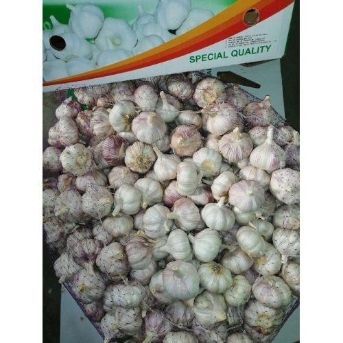 storing fresh new crop garlic