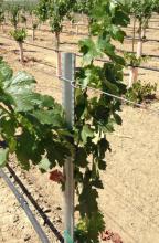 Vineyard metal step in post