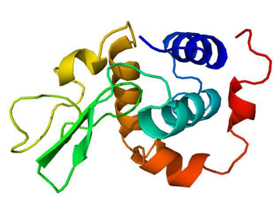 Enzyme Lysozyme Powder