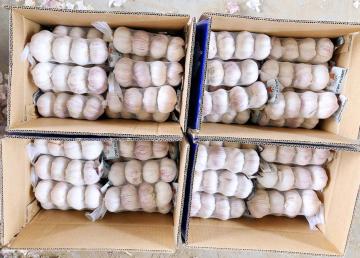 2020 GARLIC TOP QUALITY WHOLESALE GARLIC