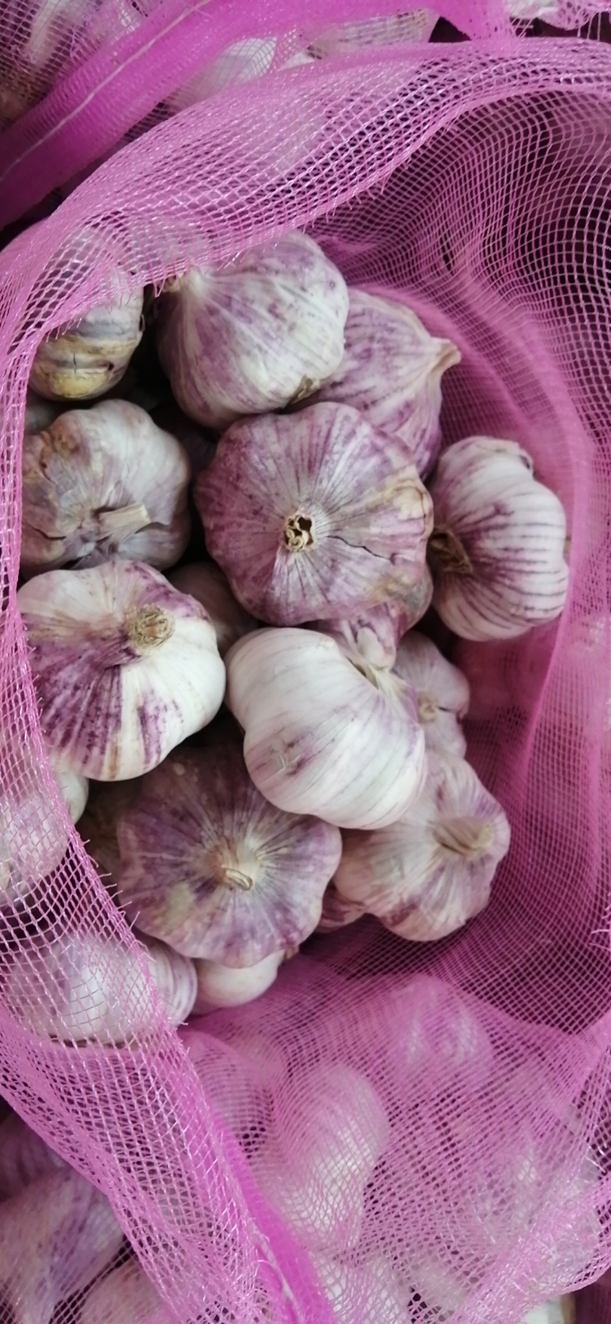 Henan province new garlic sell to Mozambique