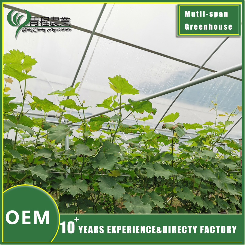 Шматпралётная вечка для цяпліцы Multi Span Greenhouse Cover