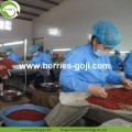 Factory Wholesale Dry Fruit Super Food Wolfberry