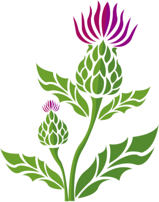 silymarin milk thistle