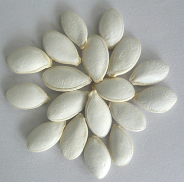 Hybrid F1 Cucumber Watermelon Melon Roots Stock Seeds Rootstock for grafting