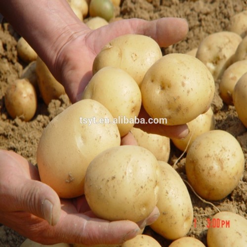 Thin Yellow Skin Fresh Potato