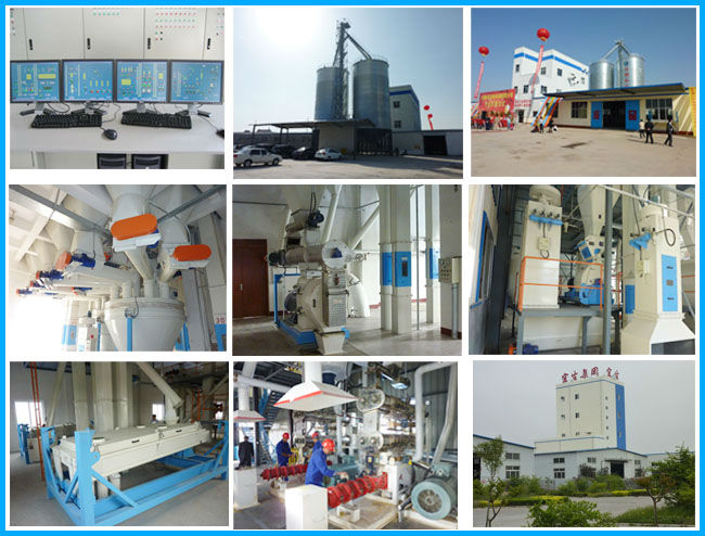 Fish Meal Processing Plant for Sale