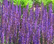 Flower seeds in canada