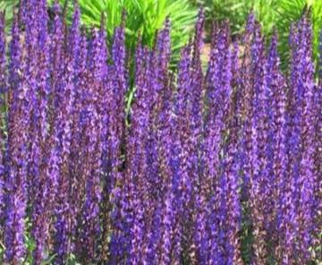 Flower seeds in canada