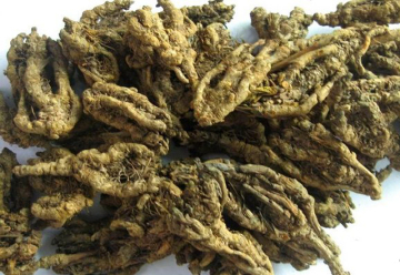 fibrous root residues coptis