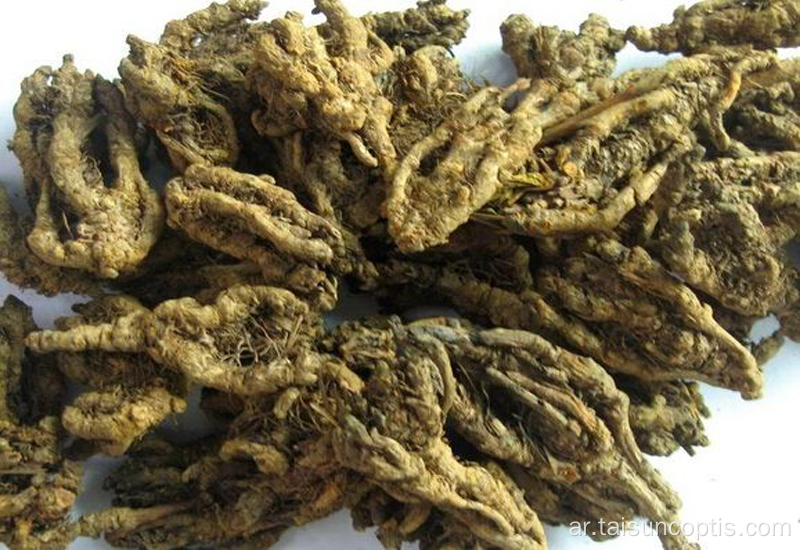 coptis japonica الجذر استخراج الجلد