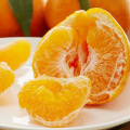 جديدة القادمة العضوية البرتقال السرة
