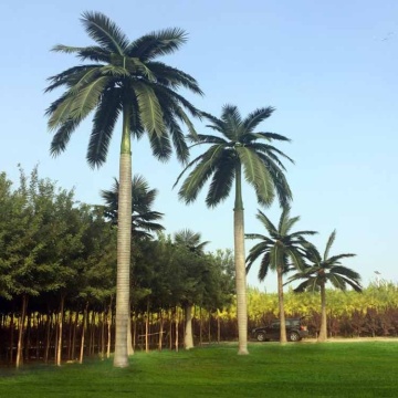 Artificial Royal Coco Palm 01