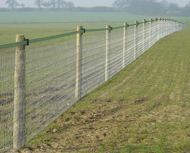 Cattle Mesh Fence/Farm Fencing Wire/Hinge Joint Field Fence