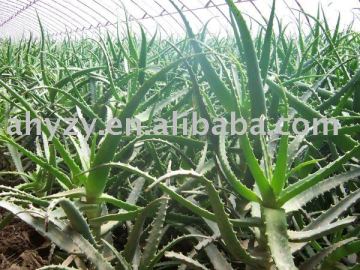 Aloe Vora Extract