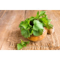 Organic Nettle Extract powder Nettle Root Extract