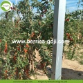 Factory Supply Nutrition Organic Certificated Wolfberries