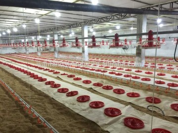 chicken poultry farm equipment