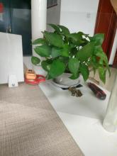 PVC HIGH TRANSPARENCY BLISTER VACCUM FORMING SHEET