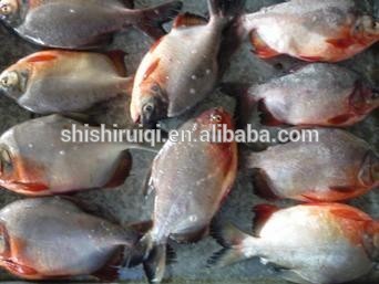 Frozen Fish Red Pomfret / Red Pacu