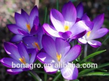 good quality chinese safflower