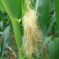 Corn stigma extract containing 10% zeaxanthin