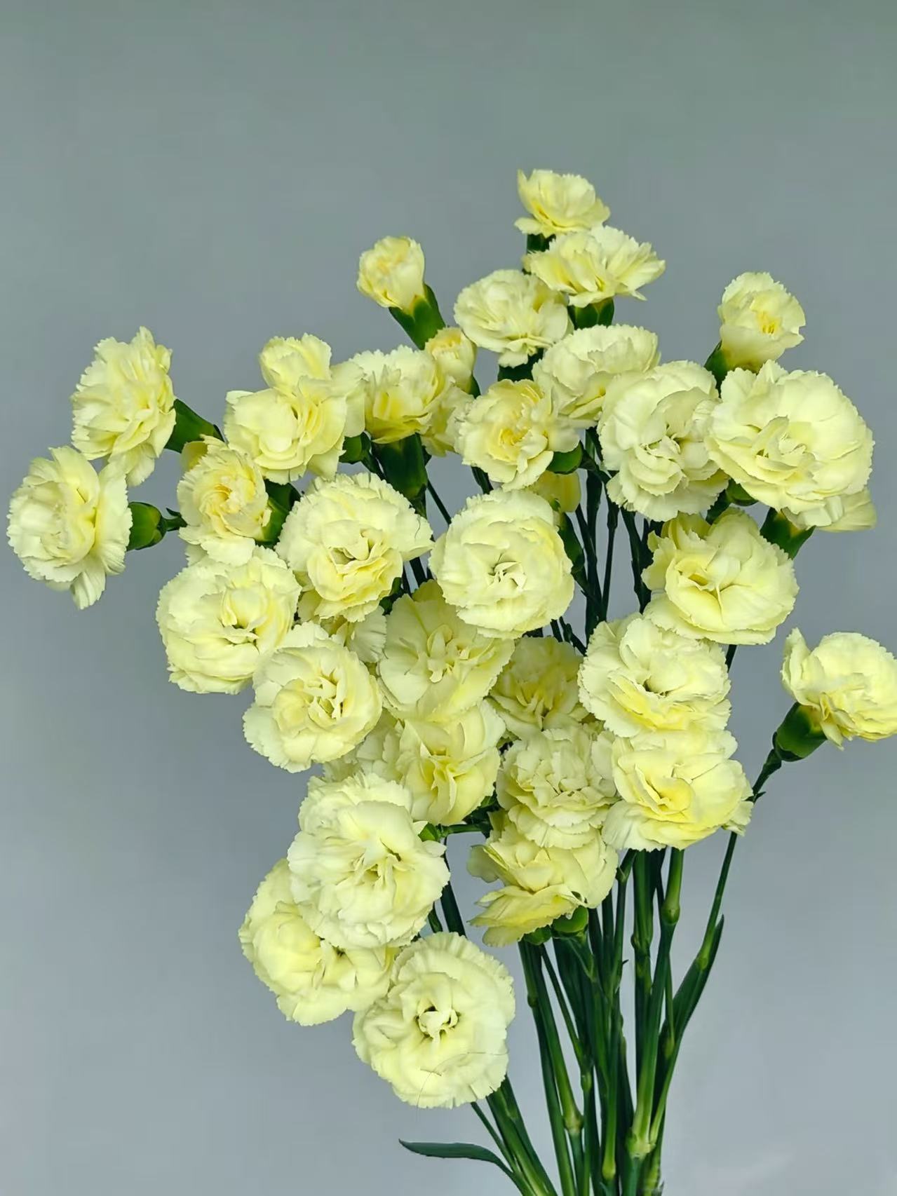 স্প্রে কার্নেশন কল্পনা7 Spray carnation Imagination7